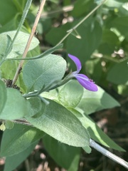 Dicliptera decorticans