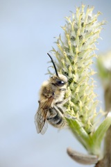 Colletes cunicularius