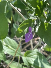 Dicliptera decorticans
