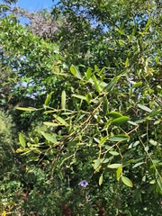 Phyllanthus sellowianus