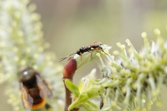 Ichneumonidae