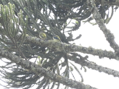 Araucaria angustifolia