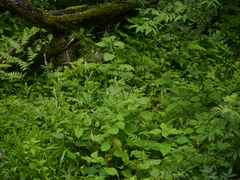 Bistorta amplexicaulis