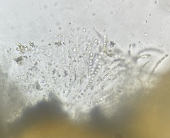 Protocrea pallida
