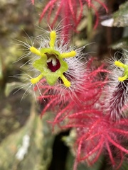 Columnea minor