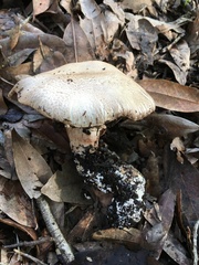 Agaricus xanthodermus