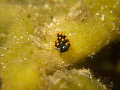 Stiliger aureomarginatus