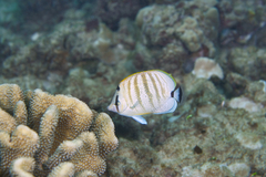 Chaetodon multicinctus