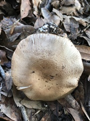 Agaricus xanthodermus