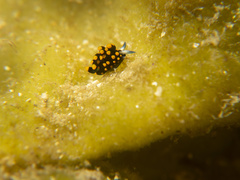 Stiliger aureomarginatus