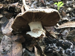 Agaricus xanthodermus
