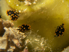 Stiliger aureomarginatus