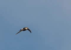 Aeronautes saxatalis