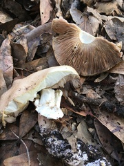 Agaricus xanthodermus
