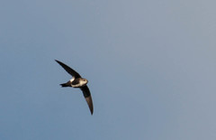 Aeronautes saxatalis