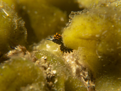 Stiliger aureomarginatus