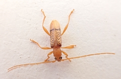 Xuthodes punctipennis