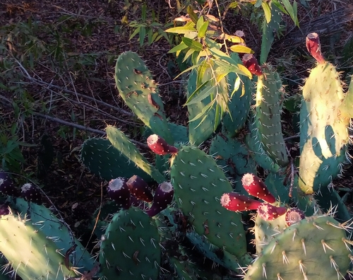 iNaturalist observation photo of Prickly Pears