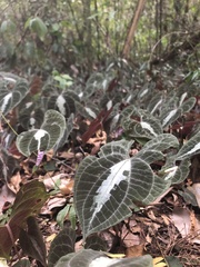 Dioscorea dodecaneura