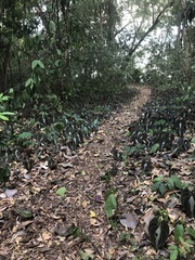 Dioscorea dodecaneura
