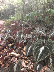 Dioscorea dodecaneura