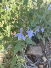 Megalochlamys revoluta cognata