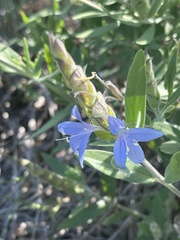 Megalochlamys revoluta cognata