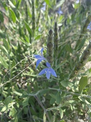 Megalochlamys revoluta cognata