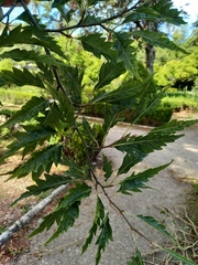 Quercus castaneifolia