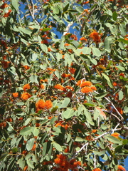 Eucalyptus miniata