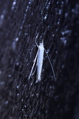 Stegommata sulfuratella