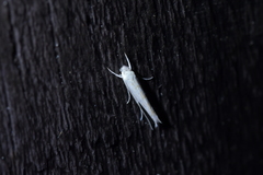 Stegommata sulfuratella