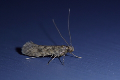 Lindera tessellatella