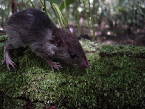 Roberto's Spiny Rat (Proechimys roberti) — Least Concern Mammalia