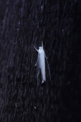 Stegommata sulfuratella