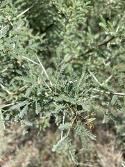 Vachellia grandicornuta