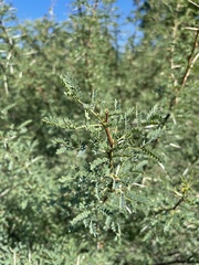 Vachellia grandicornuta