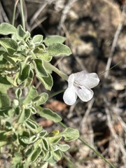 Barleria heterotricha
