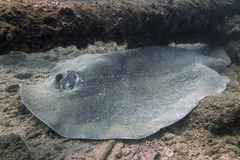Porcupine Ray photo 4