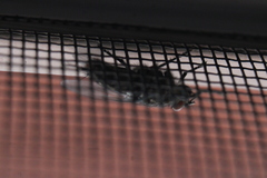 Musca domestica