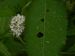 Dipsacus inermis