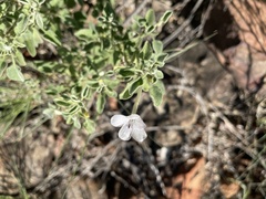 Barleria heterotricha