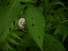 Dipsacus inermis