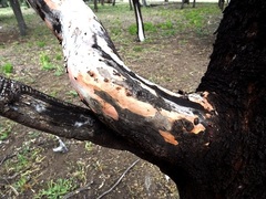 Eucalyptus ochrophloia