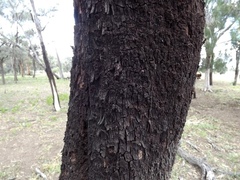 Eucalyptus ochrophloia