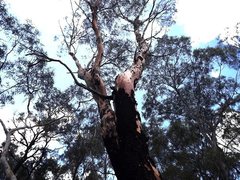 Eucalyptus ochrophloia