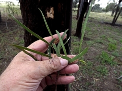 Eucalyptus ochrophloia