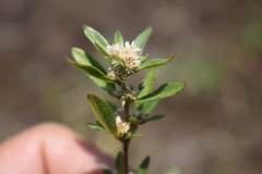 Alternanthera nana