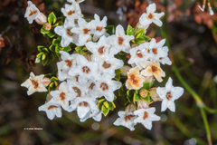 Epacris serpyllifolia