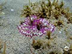 Heteractis